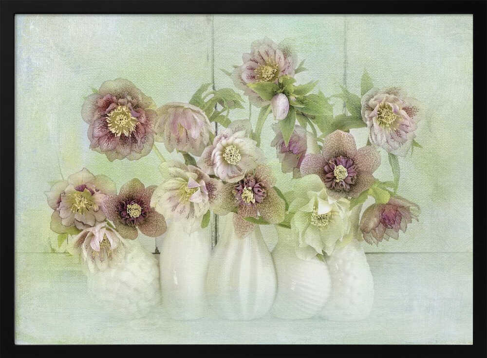 Soft Pink Hellebores - Floral Photographic Stretched Canvas Poster or Fine Art Print