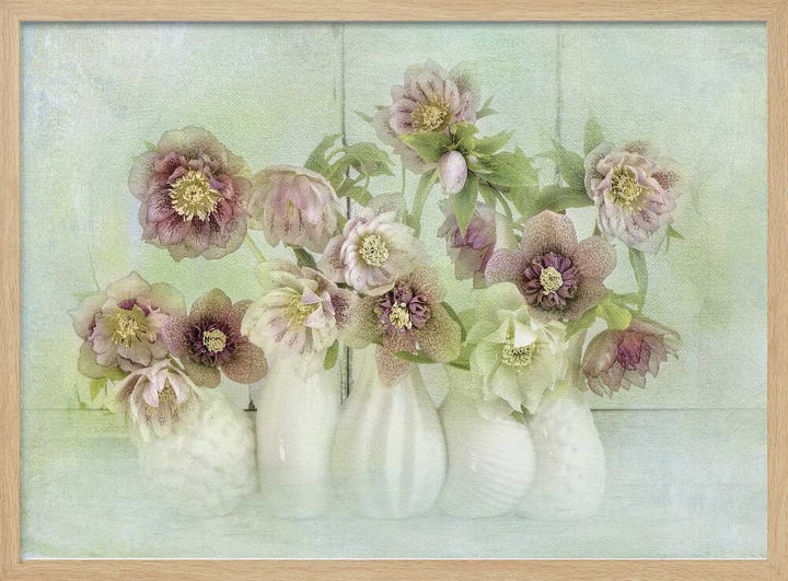 Soft Pink Hellebores - Floral Photographic Stretched Canvas Poster or Fine Art Print