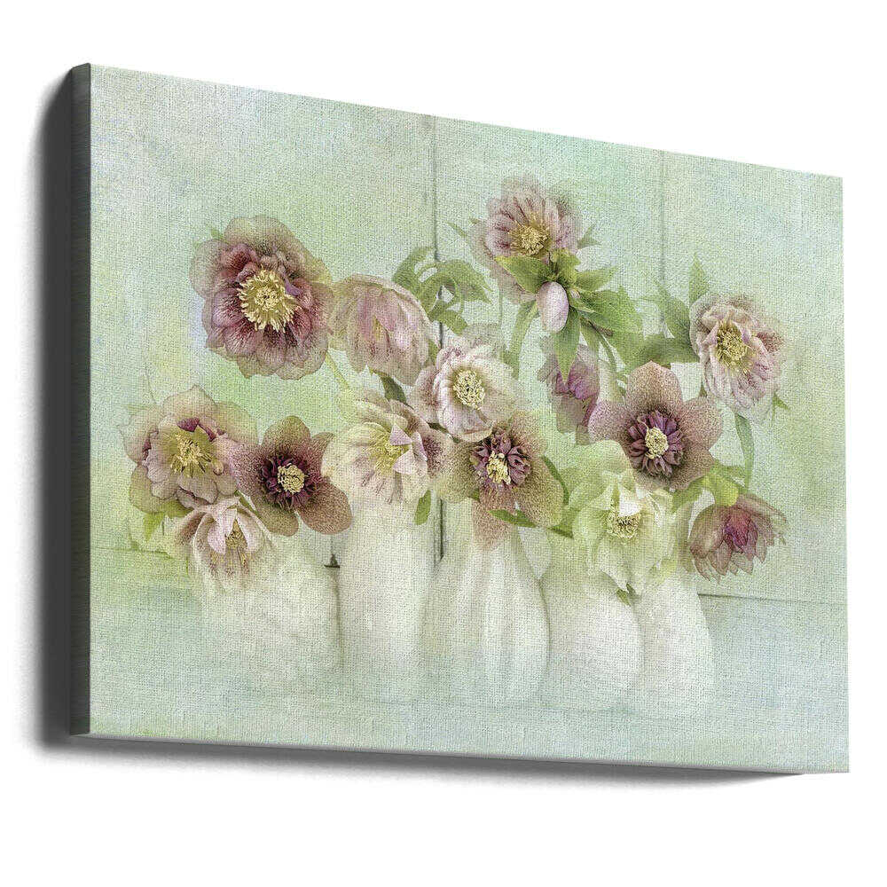 Soft Pink Hellebores - Floral Photographic Stretched Canvas Poster or Fine Art Print