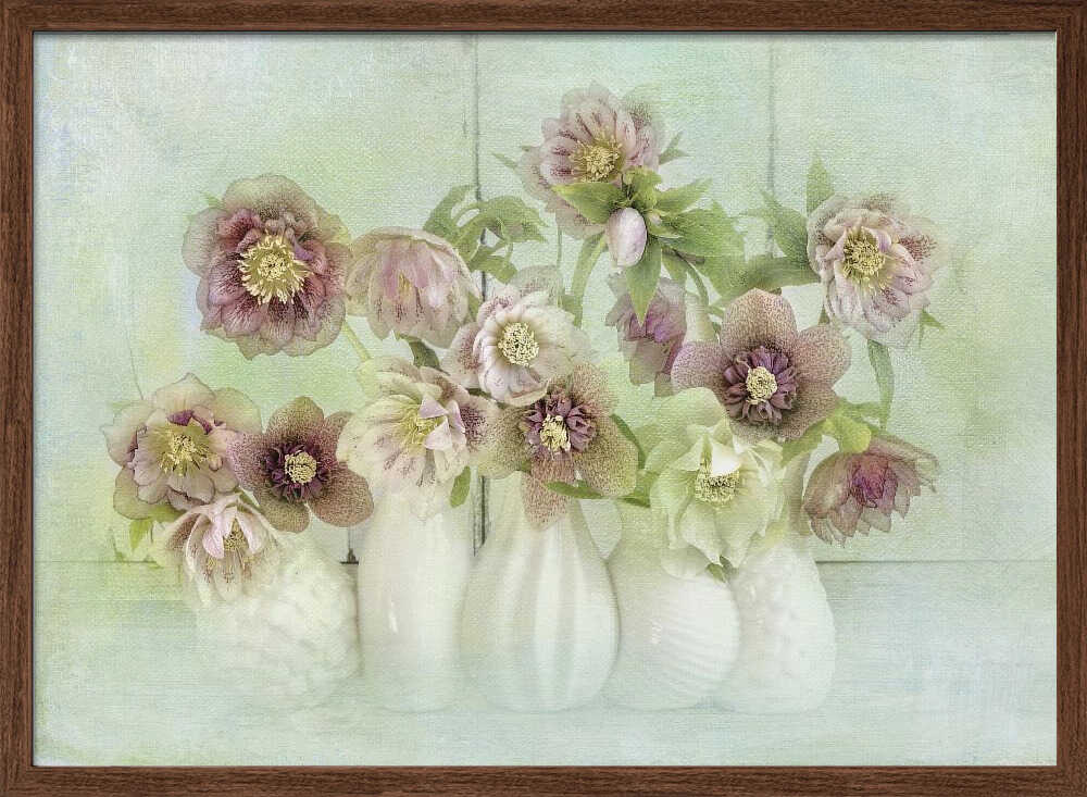 Soft Pink Hellebores - Floral Photographic Stretched Canvas Poster or Fine Art Print