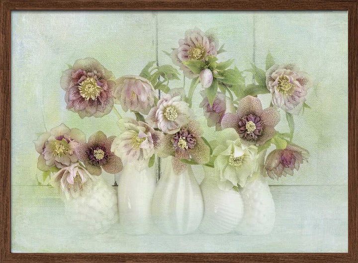 Soft Pink Hellebores - Floral Photographic Stretched Canvas Poster or Fine Art Print