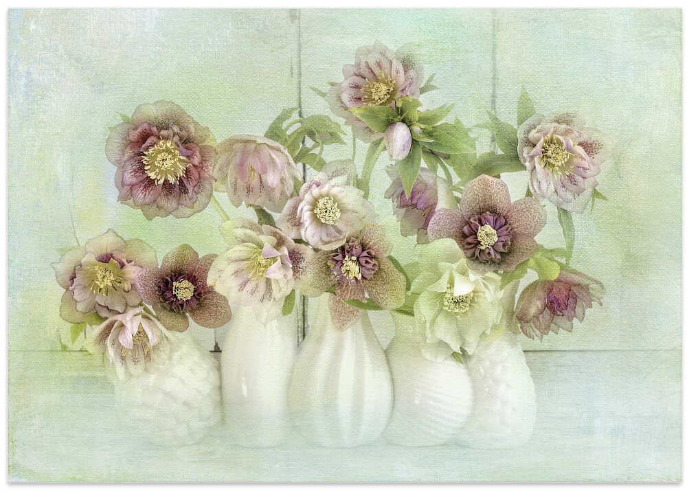 Soft Pink Hellebores - Floral Photographic Stretched Canvas Poster or Fine Art Print