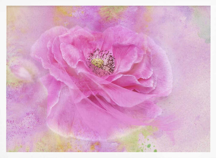 Soft Pink Poppy Bloom - Floral Photographic Stretched Canvas Poster or Fine Art Print