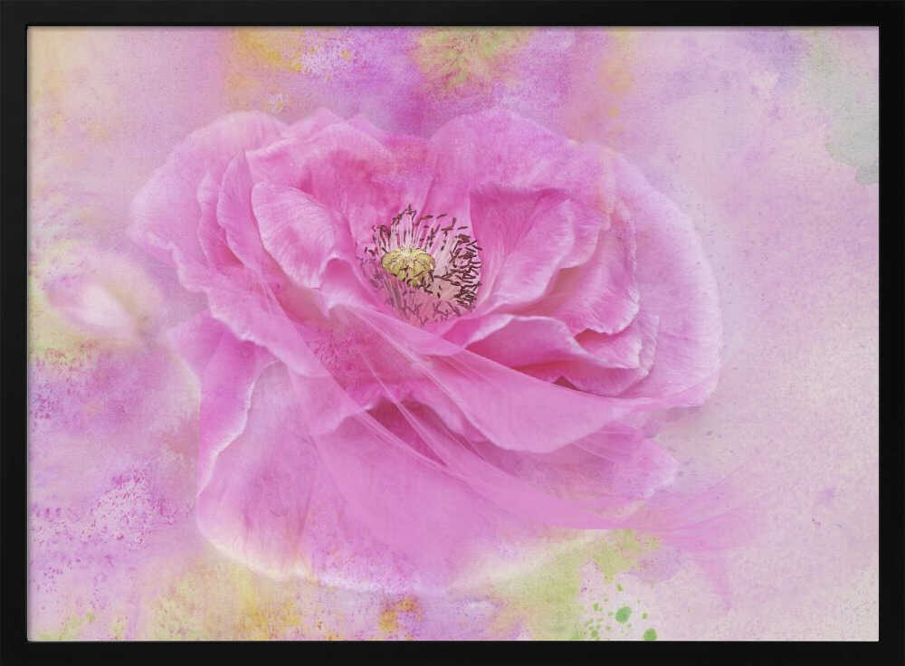 Soft Pink Poppy Bloom - Floral Photographic Stretched Canvas Poster or Fine Art Print