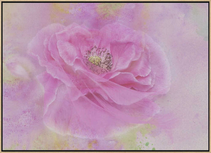 Soft Pink Poppy Bloom - Floral Photographic Stretched Canvas Poster or Fine Art Print
