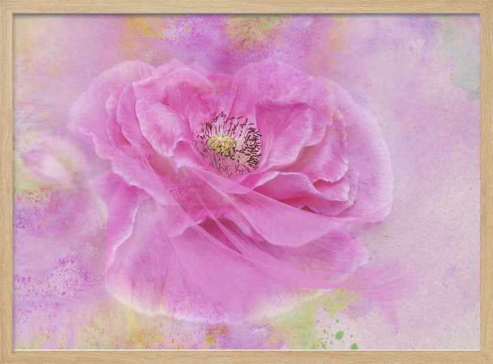 Soft Pink Poppy Bloom - Floral Photographic Stretched Canvas Poster or Fine Art Print
