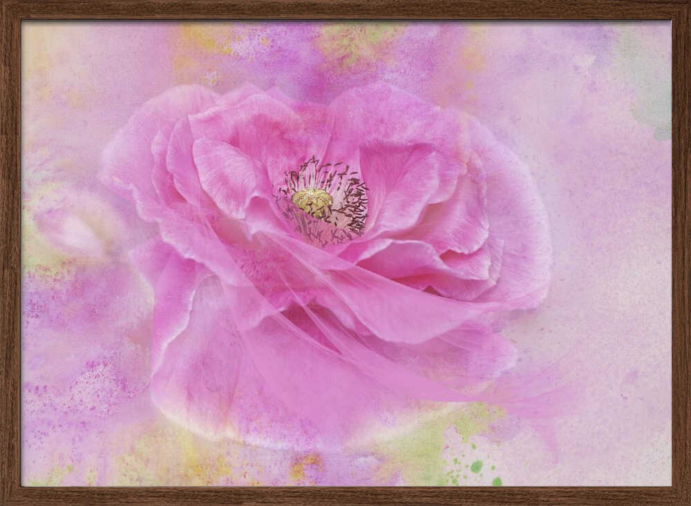 Soft Pink Poppy Bloom - Floral Photographic Stretched Canvas Poster or Fine Art Print