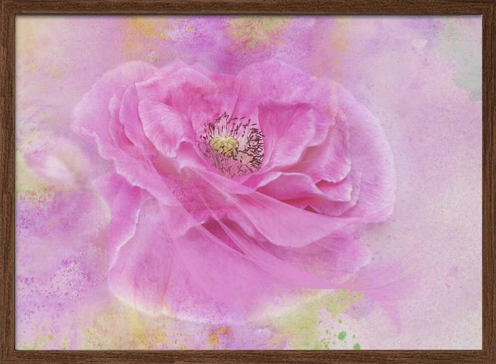 Soft Pink Poppy Bloom - Floral Photographic Stretched Canvas Poster or Fine Art Print