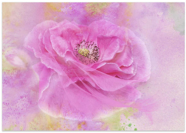 Soft Pink Poppy Bloom - Floral Photographic Stretched Canvas Poster or Fine Art Print