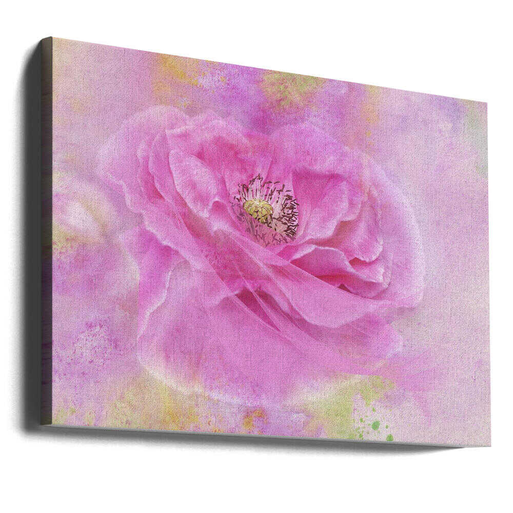 Soft Pink Poppy Bloom - Floral Photographic Stretched Canvas Poster or Fine Art Print