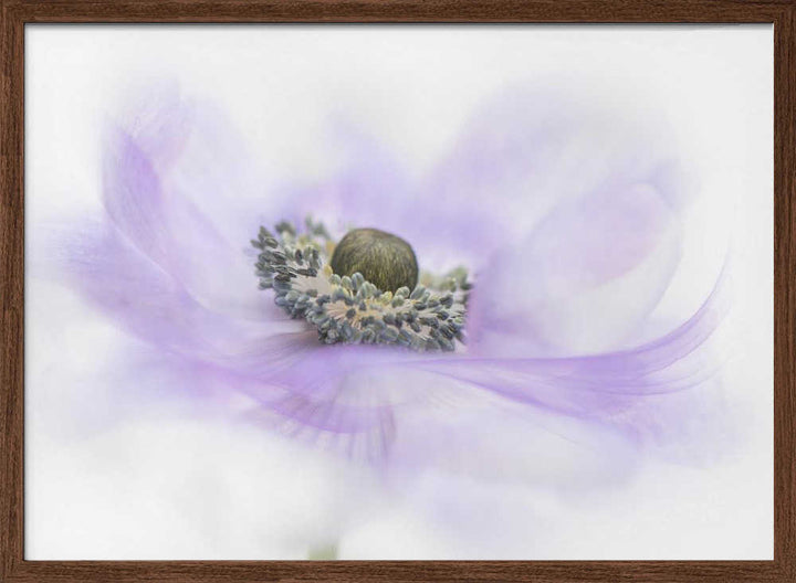 Soft Purple Anemone - Floral Photographic Stretched Canvas Poster or Fine Art Print