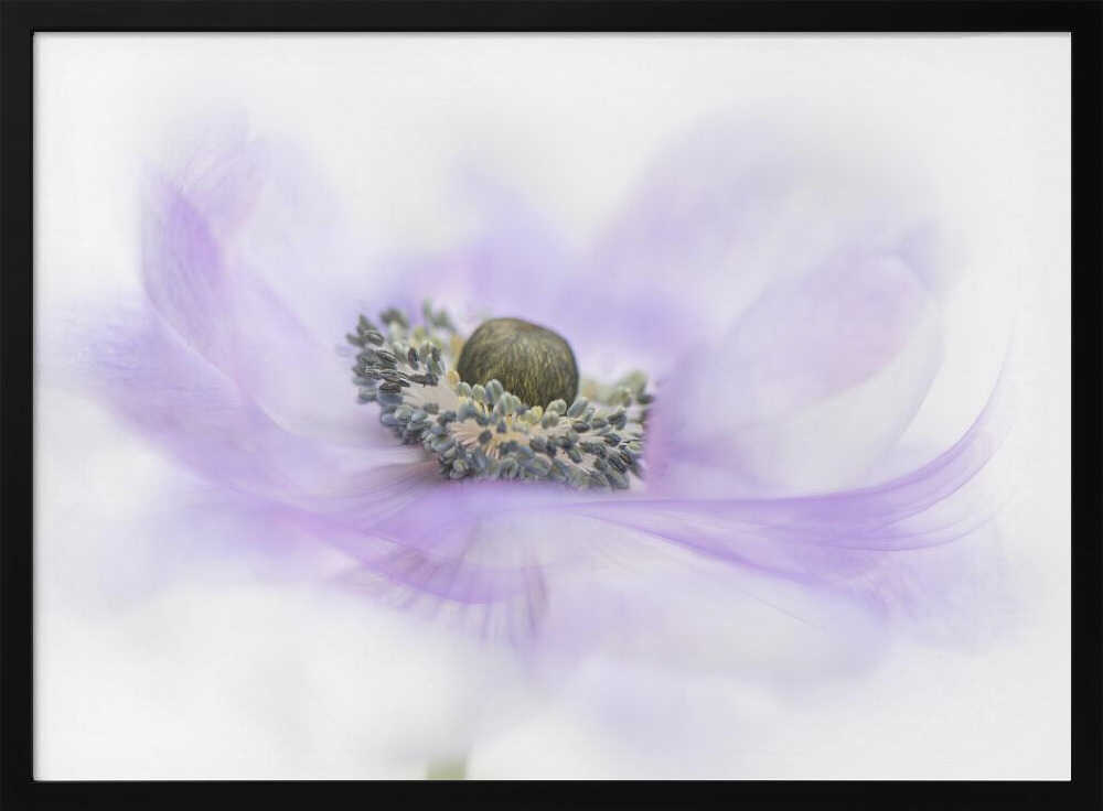 Soft Purple Anemone - Floral Photographic Stretched Canvas Poster or Fine Art Print