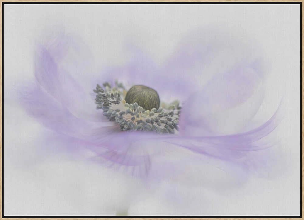 Soft Purple Anemone - Floral Photographic Stretched Canvas Poster or Fine Art Print