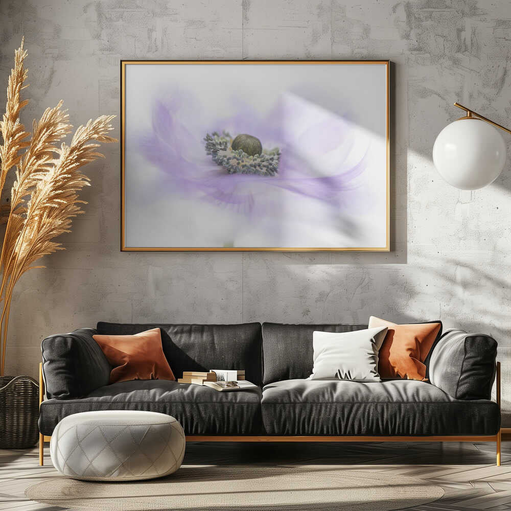 Soft Purple Anemone - Floral Photographic Stretched Canvas Poster or Fine Art Print