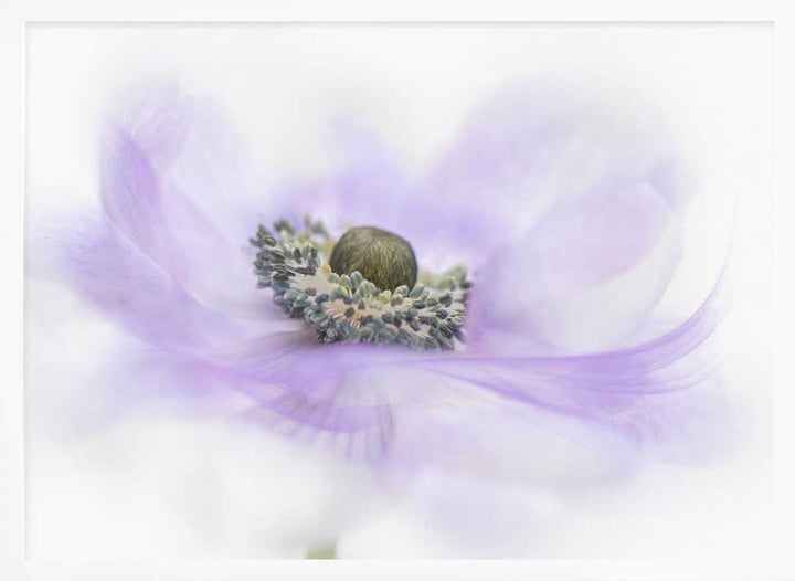 Soft Purple Anemone - Floral Photographic Stretched Canvas Poster or Fine Art Print