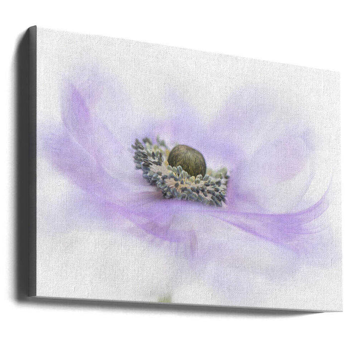 Soft Purple Anemone - Floral Photographic Stretched Canvas Poster or Fine Art Print