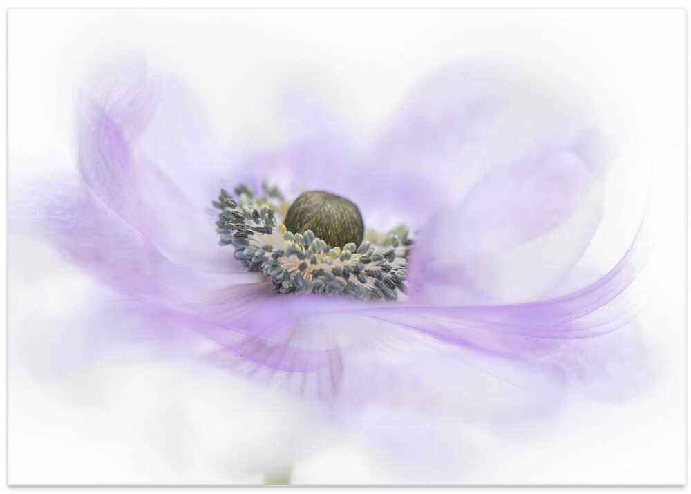 Soft Purple Anemone - Floral Photographic Stretched Canvas Poster or Fine Art Print