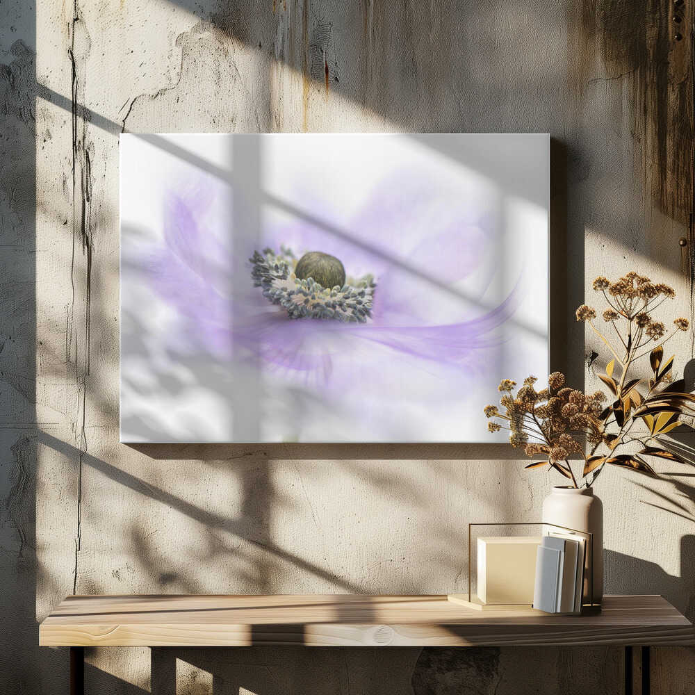 Soft Purple Anemone - Floral Photographic Stretched Canvas Poster or Fine Art Print
