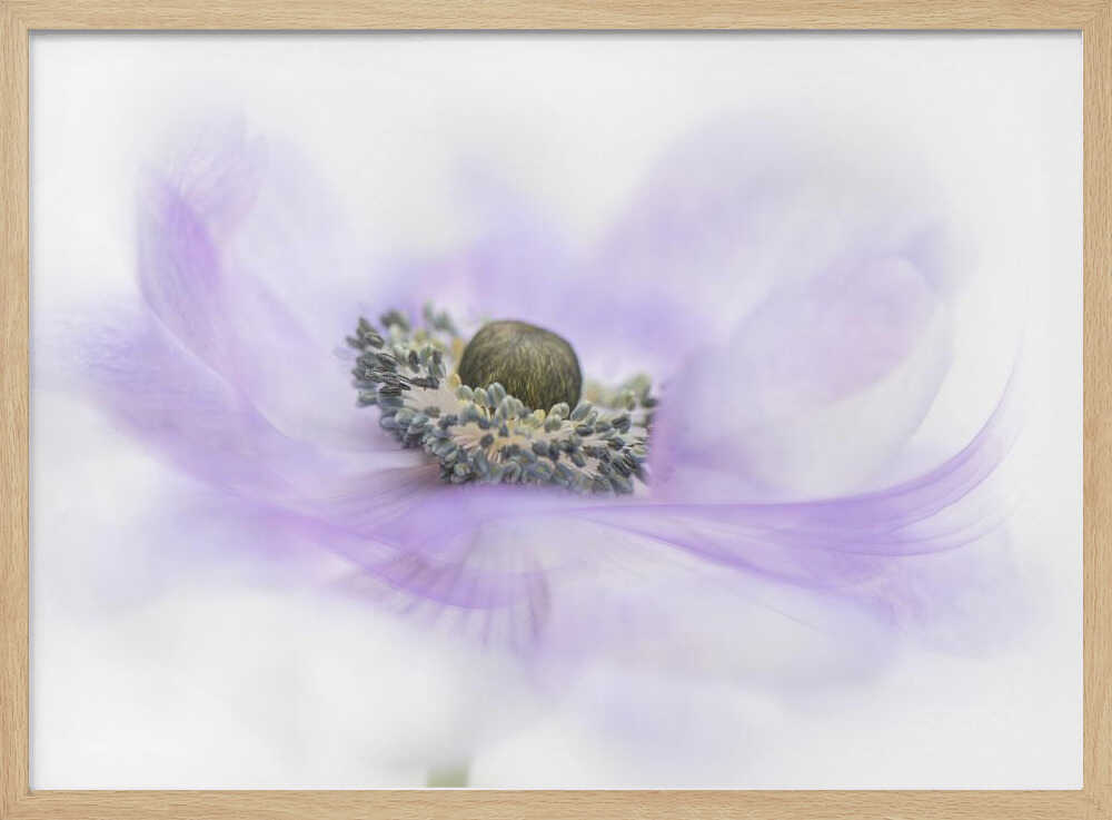 Soft Purple Anemone - Floral Photographic Stretched Canvas Poster or Fine Art Print