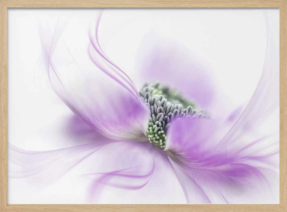Soft Purple Bloom - Floral Photographic Stretched Canvas Poster or Fine Art Print