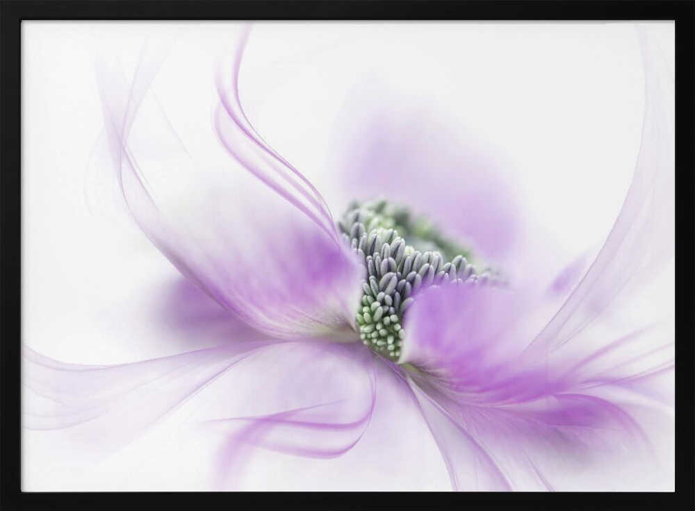 Soft Purple Bloom - Floral Photographic Stretched Canvas Poster or Fine Art Print