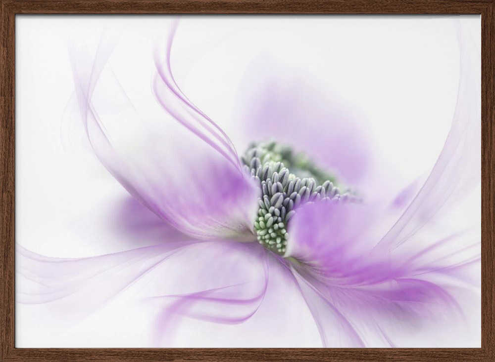 Soft Purple Bloom - Floral Photographic Stretched Canvas Poster or Fine Art Print