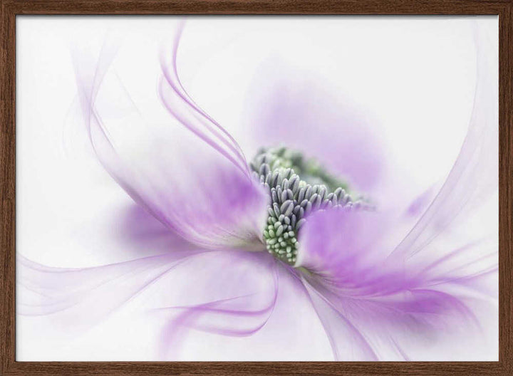Soft Purple Bloom - Floral Photographic Stretched Canvas Poster or Fine Art Print
