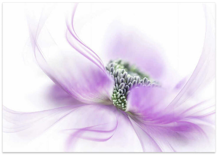Soft Purple Bloom - Floral Photographic Stretched Canvas Poster or Fine Art Print