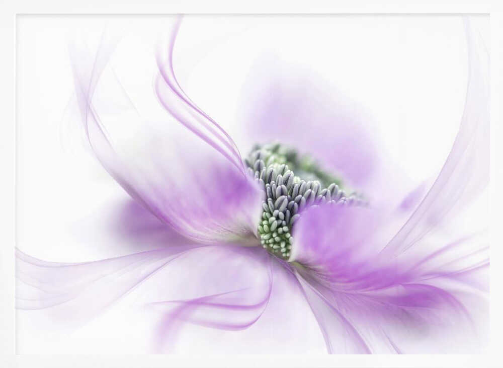 Soft Purple Bloom - Floral Photographic Stretched Canvas Poster or Fine Art Print