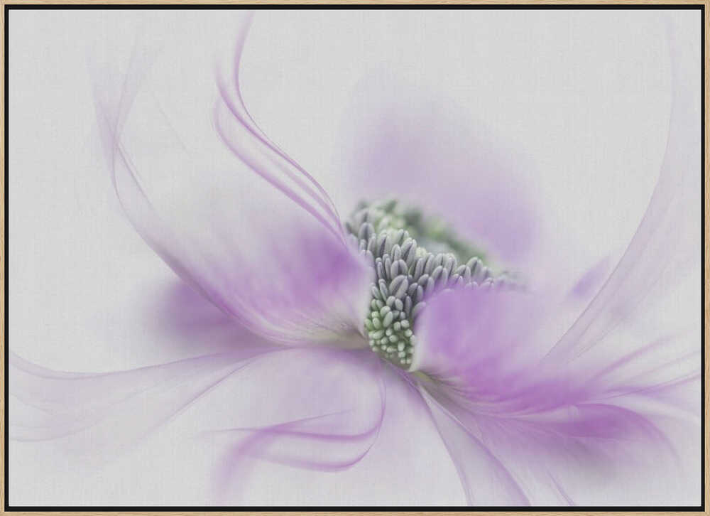 Soft Purple Bloom - Floral Photographic Stretched Canvas Poster or Fine Art Print