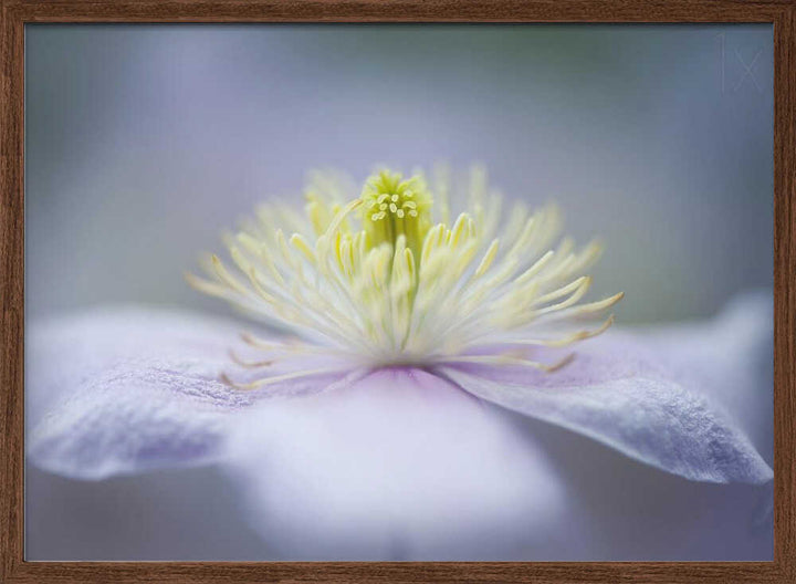 Soft Purple Flower - Floral Photographic Stretched Canvas Poster or Fine Art Print