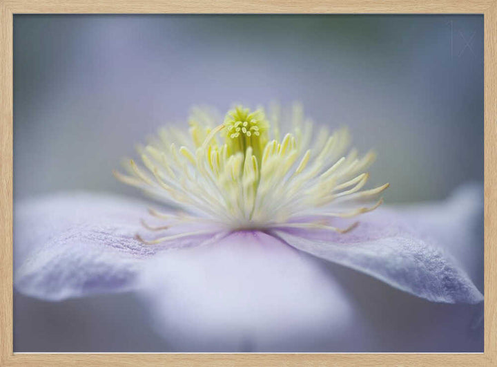 Soft Purple Flower - Floral Photographic Stretched Canvas Poster or Fine Art Print