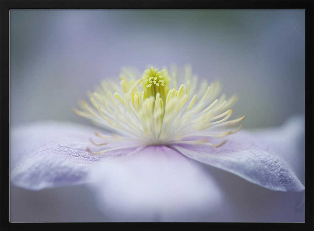 Soft Purple Flower - Floral Photographic Stretched Canvas Poster or Fine Art Print