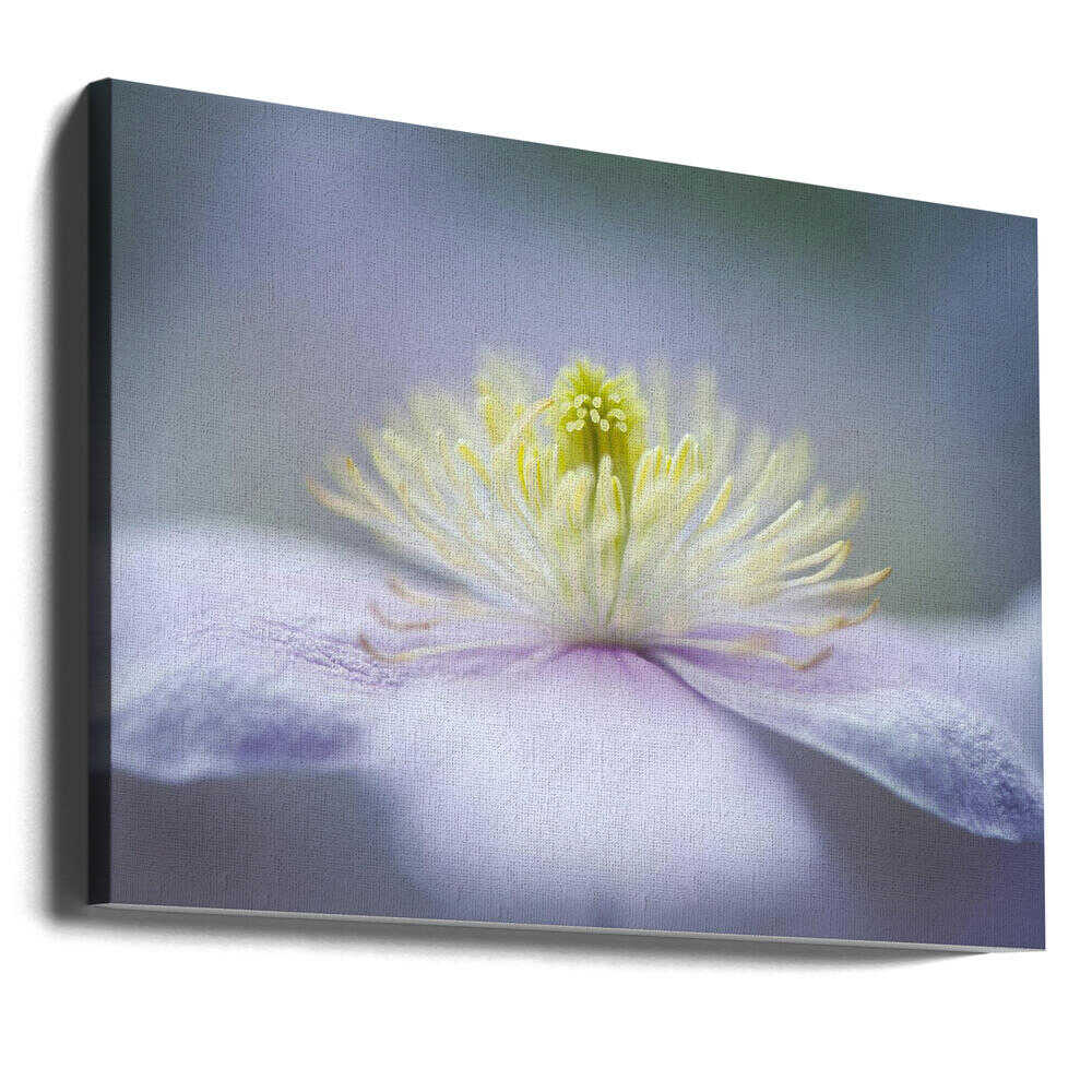 Soft Purple Flower - Floral Photographic Stretched Canvas Poster or Fine Art Print