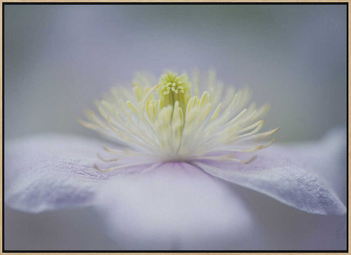 Soft Purple Flower - Floral Photographic Stretched Canvas Poster or Fine Art Print