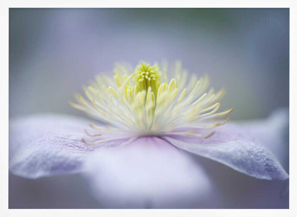Soft Purple Flower - Floral Photographic Stretched Canvas Poster or Fine Art Print