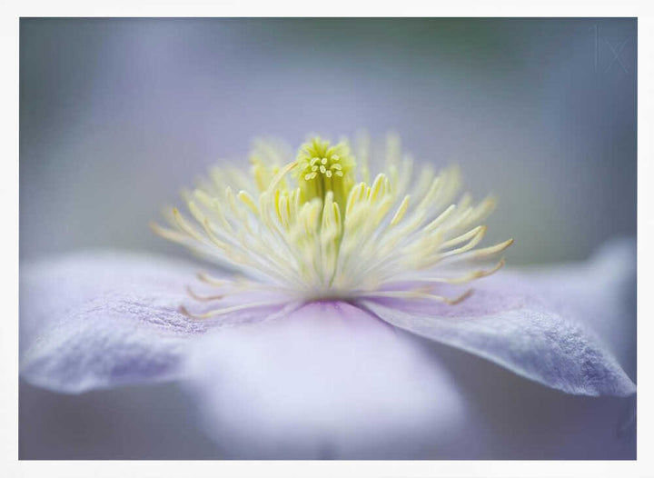 Soft Purple Flower - Floral Photographic Stretched Canvas Poster or Fine Art Print