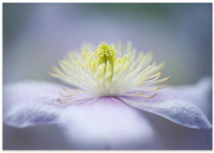 Soft Purple Flower - Floral Photographic Stretched Canvas Poster or Fine Art Print