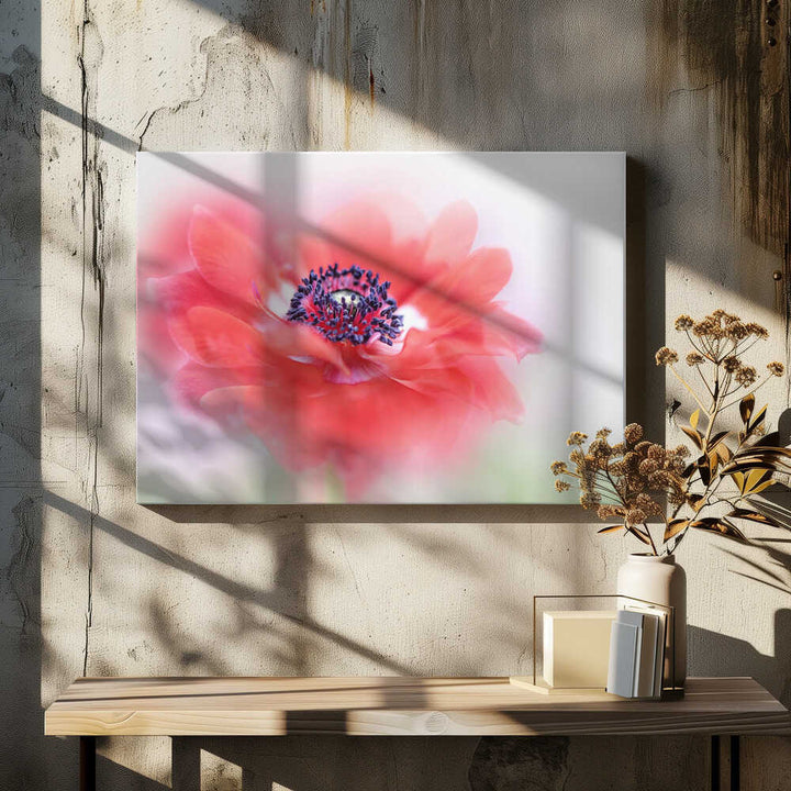 Soft Red Anemone - Floral Photographic Stretched Canvas Poster or Fine Art Print