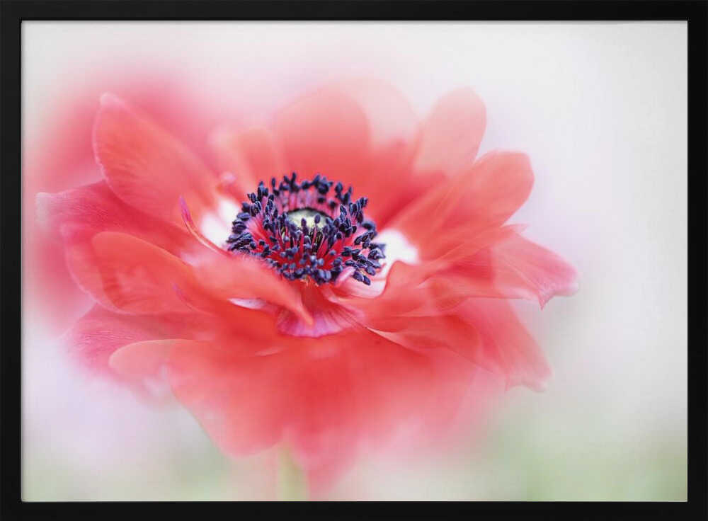 Soft Red Anemone - Floral Photographic Stretched Canvas Poster or Fine Art Print