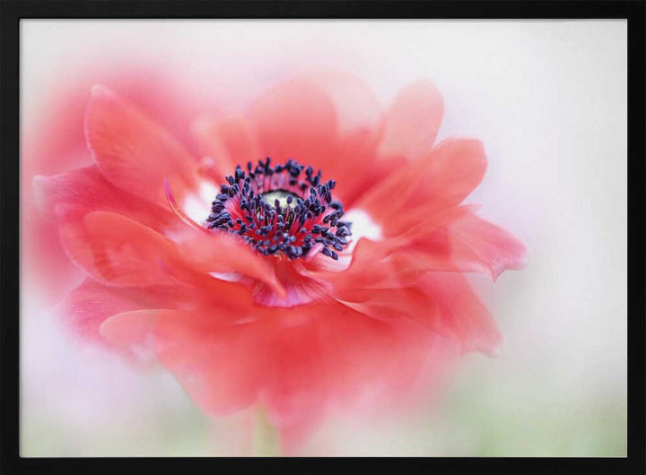 Soft Red Anemone - Floral Photographic Stretched Canvas Poster or Fine Art Print