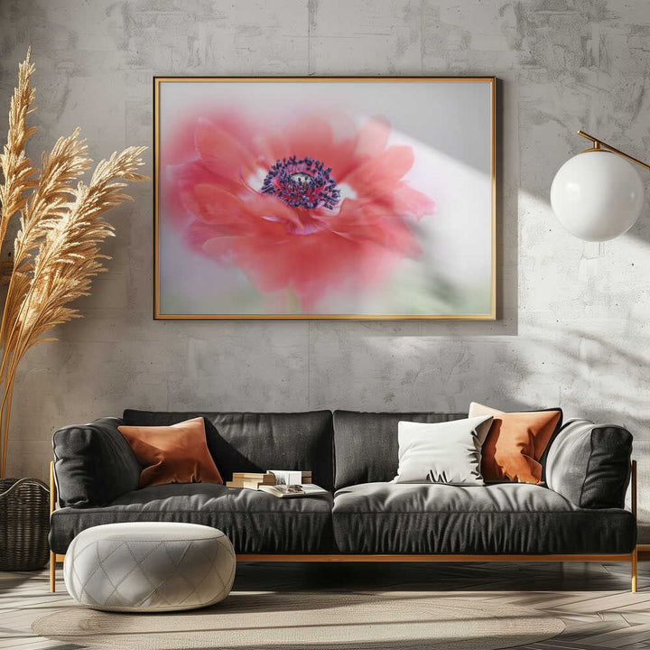 Soft Red Anemone - Floral Photographic Stretched Canvas Poster or Fine Art Print