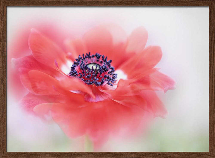 Soft Red Anemone - Floral Photographic Stretched Canvas Poster or Fine Art Print