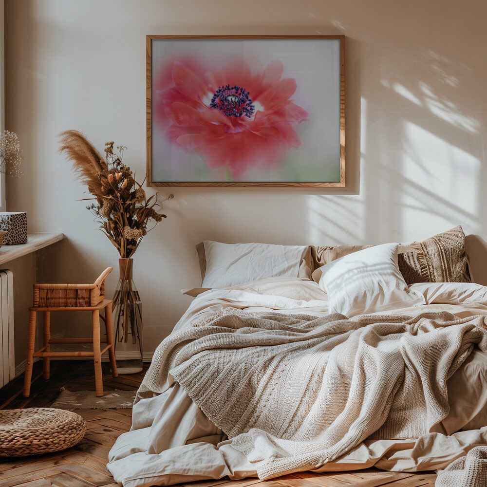 Soft Red Anemone - Floral Photographic Stretched Canvas Poster or Fine Art Print
