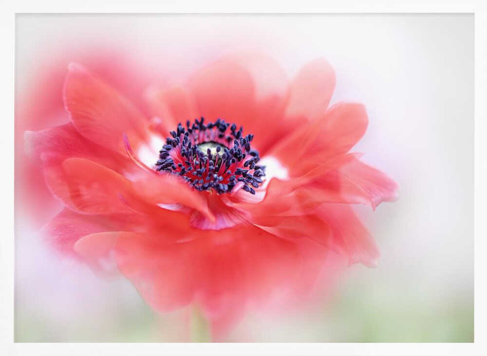 Soft Red Anemone - Floral Photographic Stretched Canvas Poster or Fine Art Print