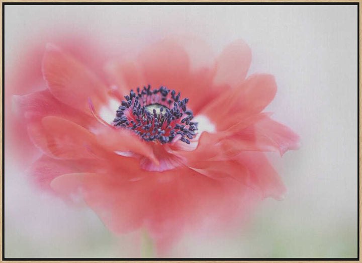 Soft Red Anemone - Floral Photographic Stretched Canvas Poster or Fine Art Print