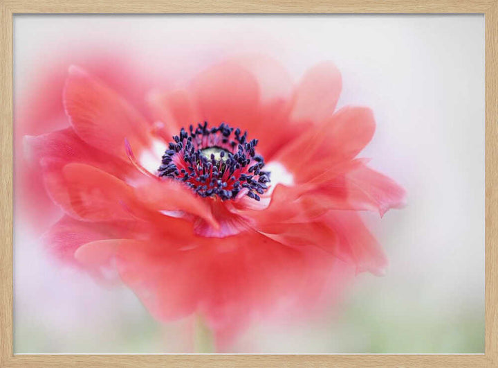 Soft Red Anemone - Floral Photographic Stretched Canvas Poster or Fine Art Print