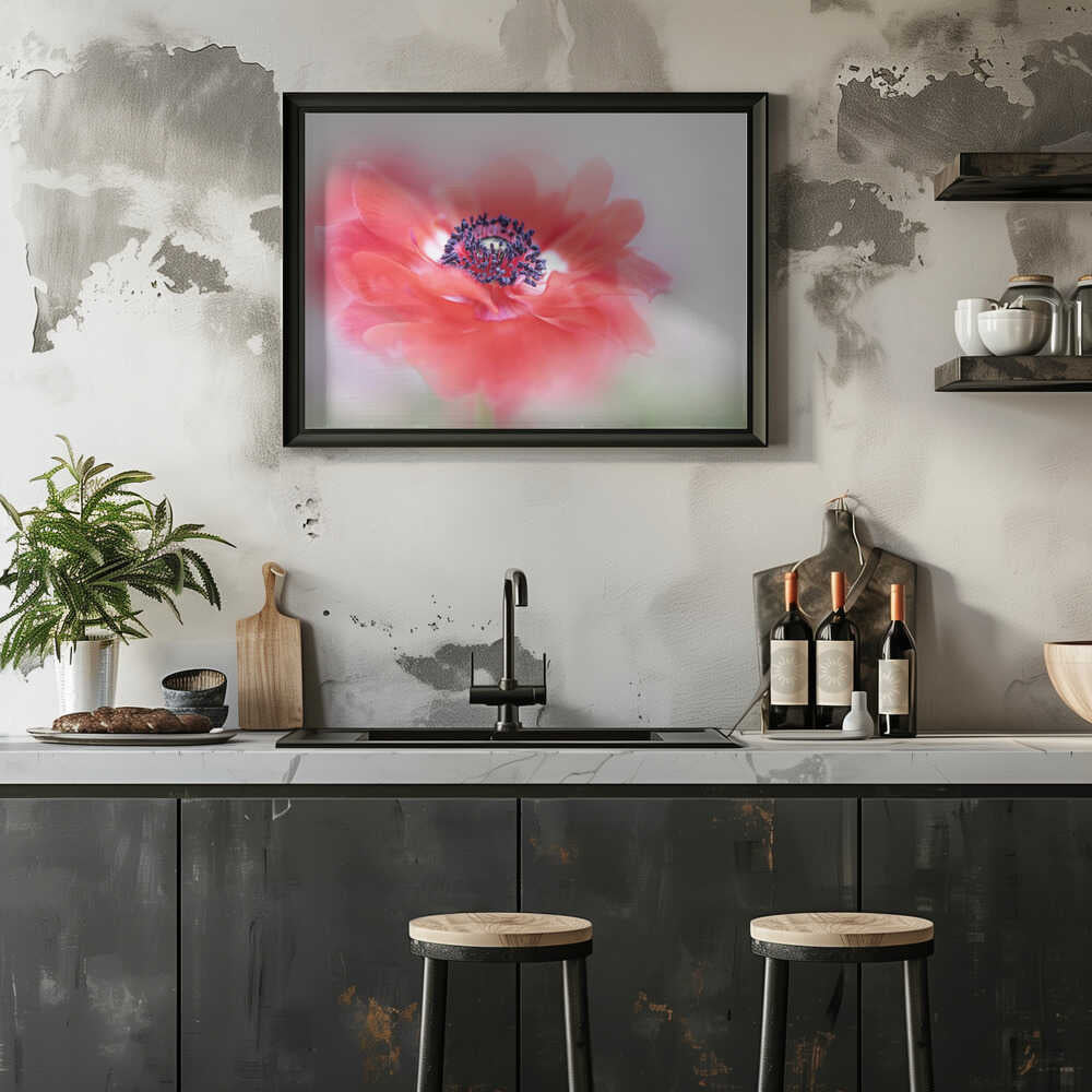 Soft Red Anemone - Floral Photographic Stretched Canvas Poster or Fine Art Print