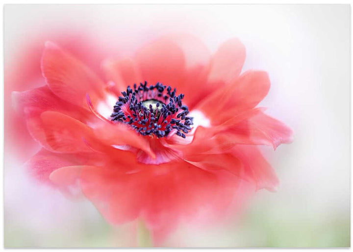 Soft Red Anemone - Floral Photographic Stretched Canvas Poster or Fine Art Print