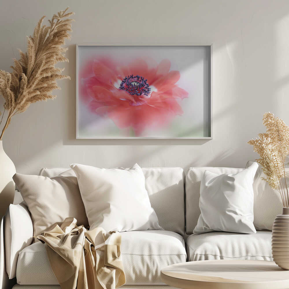 Soft Red Anemone - Floral Photographic Stretched Canvas Poster or Fine Art Print